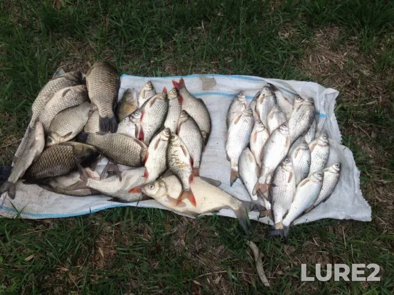 Bream — Tsarev, Apr 14, 2019