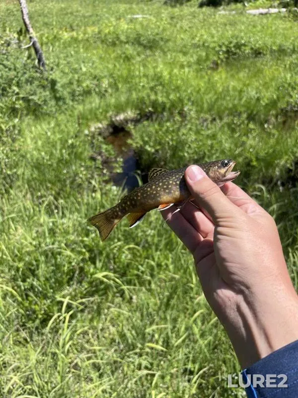 Brook trout — Provo River, Aug 16, 2013, 10:17 AM