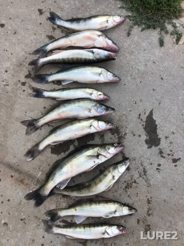 Zander — Astrakhanskaya oblast, Privolzhskiy rayon, Aug 03, 2019