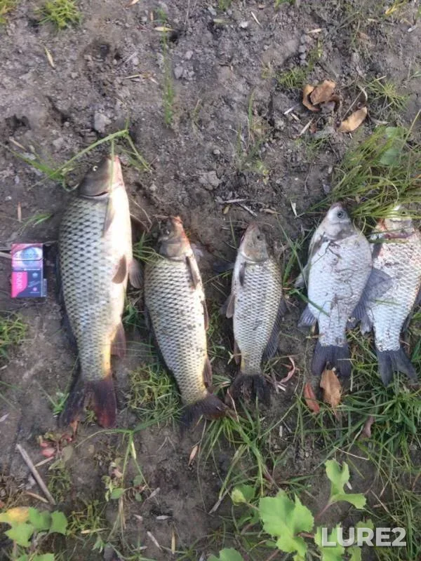 Crucian carp — Tsarev, Aug 08, 2019