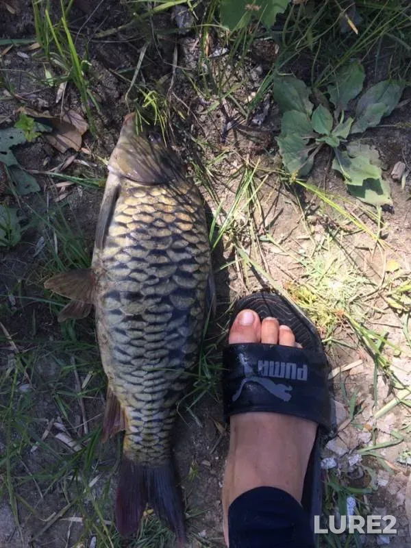 Carp — Tsarev, Aug 09, 2019
