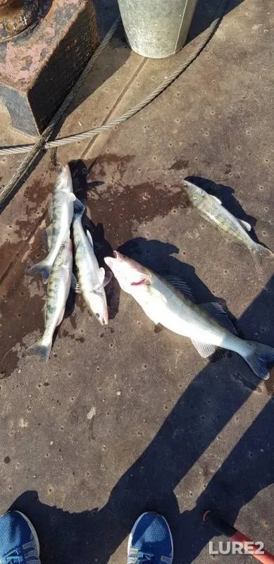 Zander — Astrakhanskaya oblast, Ikryaninskiy rayon, Sep 08, 2019
