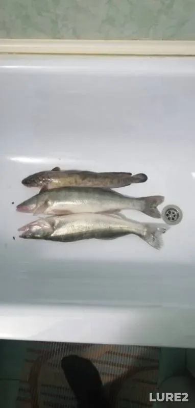 Burbot, Zander — Volga, Oct 06, 2019