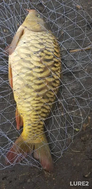 Carp — Ik, Sep 26, 2019