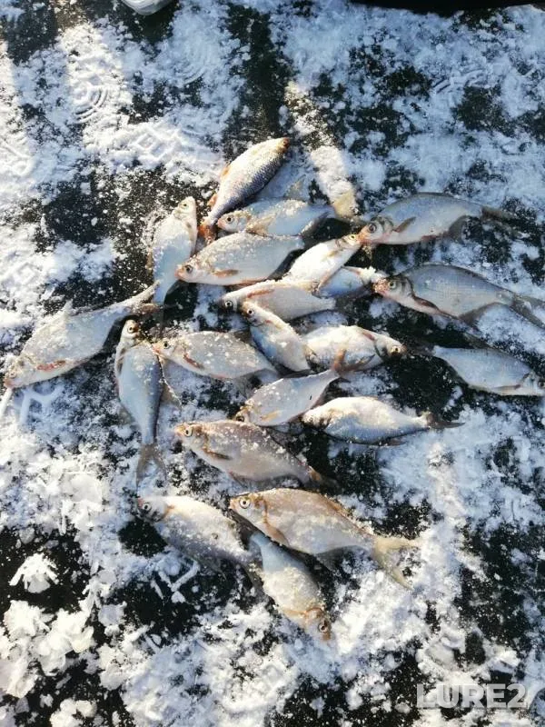 Bream — Ik, Nov 24, 2019