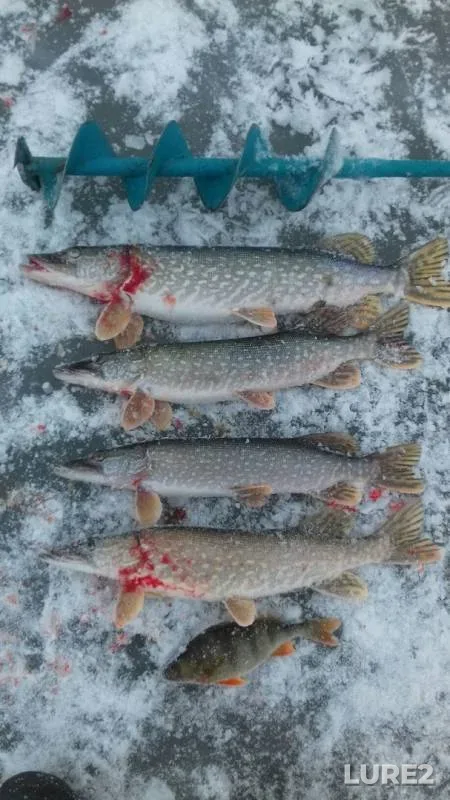 Perch, Pike — Shaltyk, Nov 24, 2019