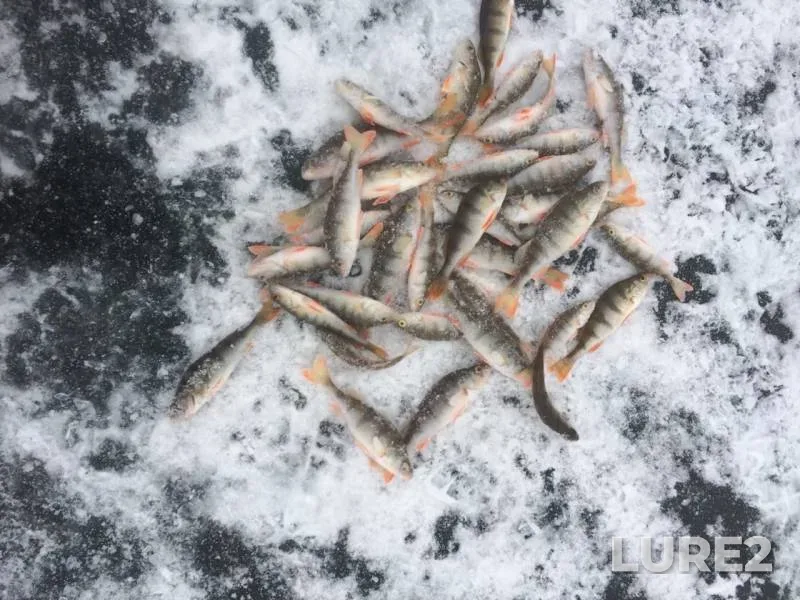 Perch — Yermekeyevskoye, Nov 25, 2019