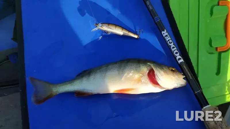Perch — Argazinskoye, Jul 17, 2019