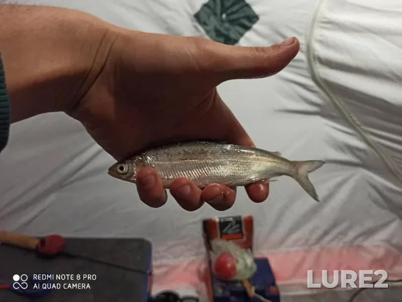 Crucian carp — Komkul, Nov 22, 2019