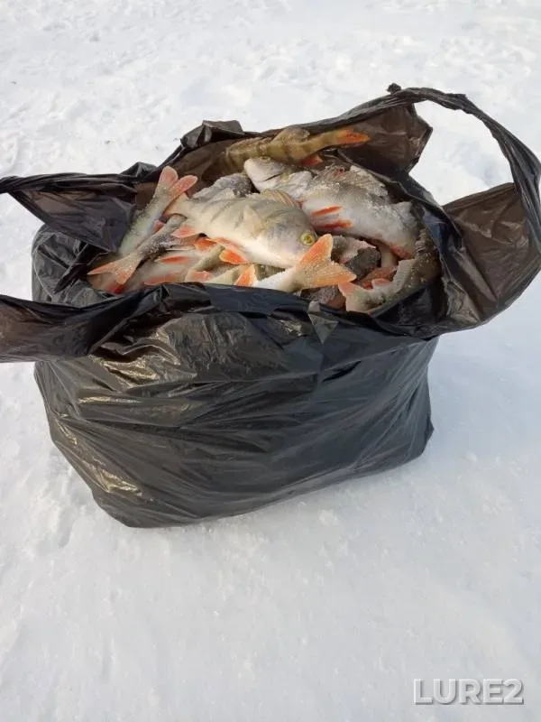 Perch — Myrkay, Nov 23, 2019