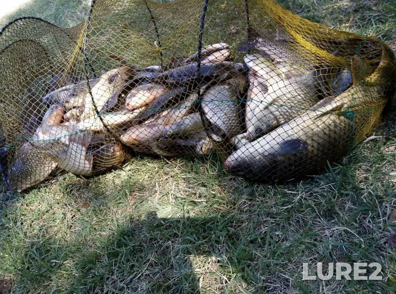 Crucian carp — Astrakhanskaya oblast, Volodarskiy rayon, Aug 18, 2019