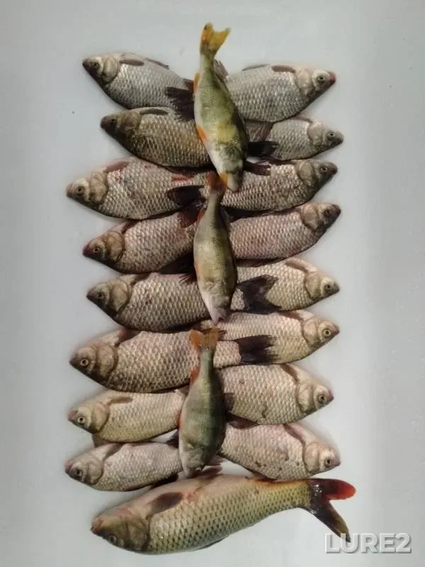 Crucian carp, Perch — yerik Besschastenskiy, Oct 25, 2019