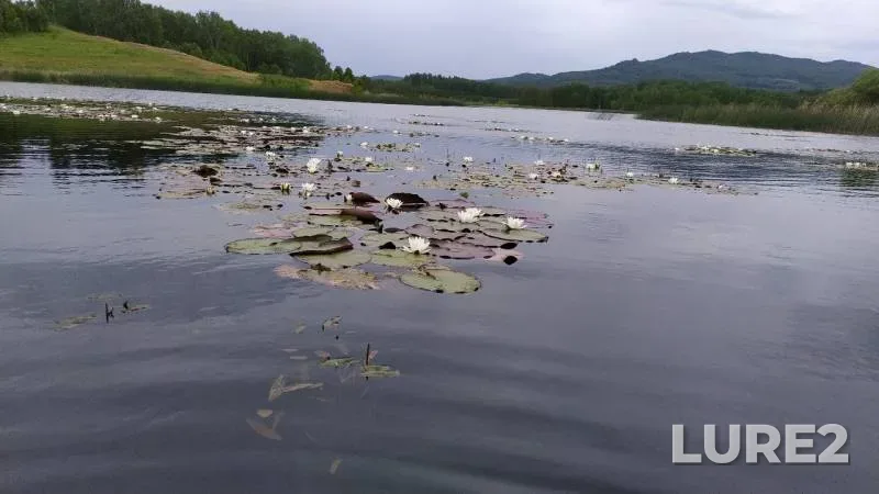 Roach — Respublika Bashkortostan, Jun 30, 2019