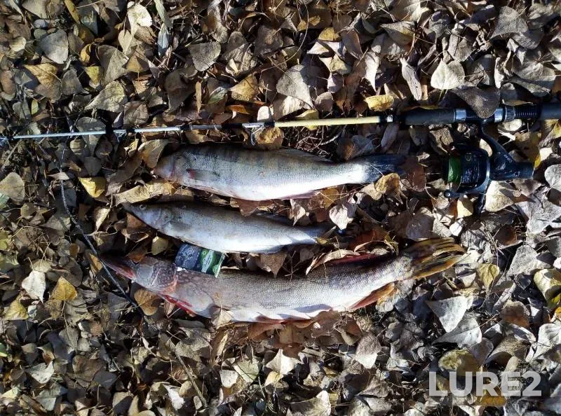 Pike, Zander — Volga, Nov 04, 2019