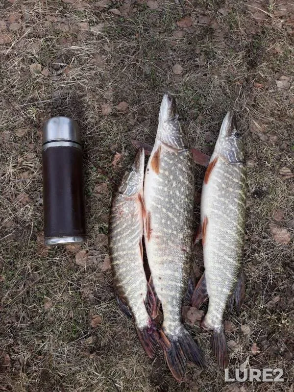 Pike — Svinets, Mar 11, 2019