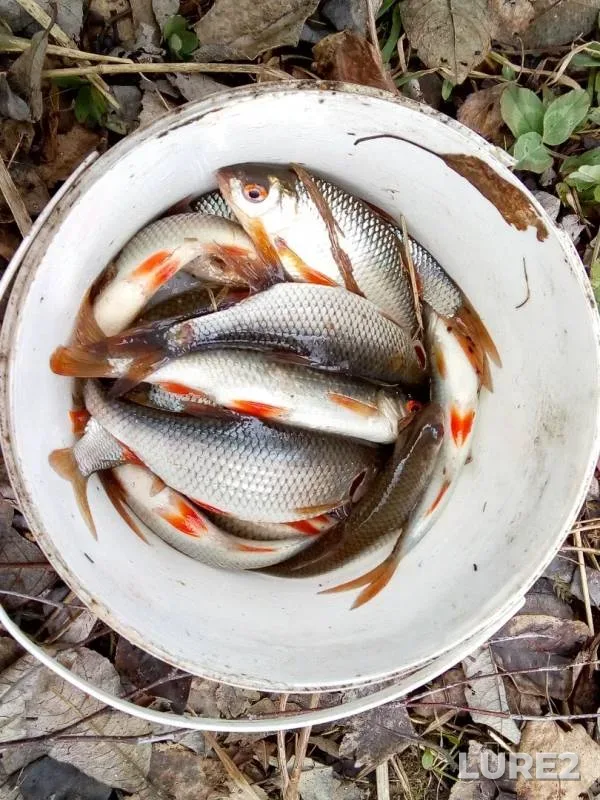Roach — Smolenskaya oblast, Apr 09, 2019