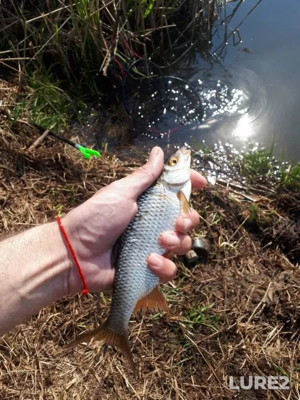 Perch, Roach — Dresna, Apr 21, 2019