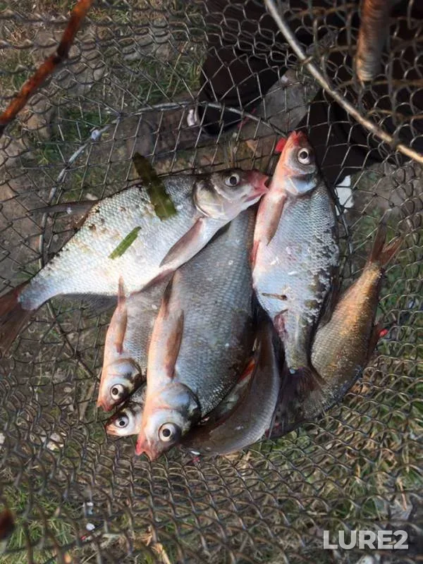 Bream — Dresna, Apr 22, 2019
