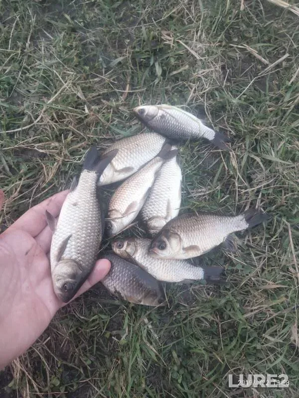 Crucian carp — Smolenskaya oblast, Apr 23, 2019
