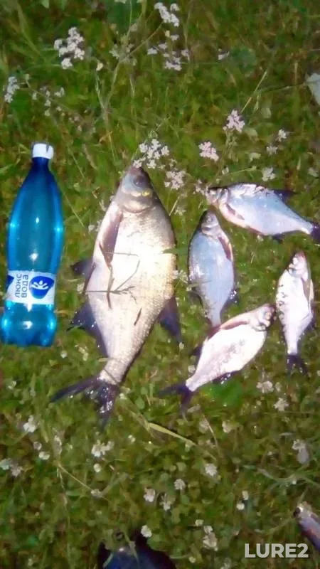 Bream — Miass, Jun 29, 2019