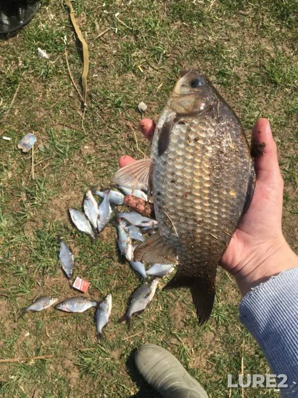 Bream, Crucian carp — Dresna, Apr 23, 2019