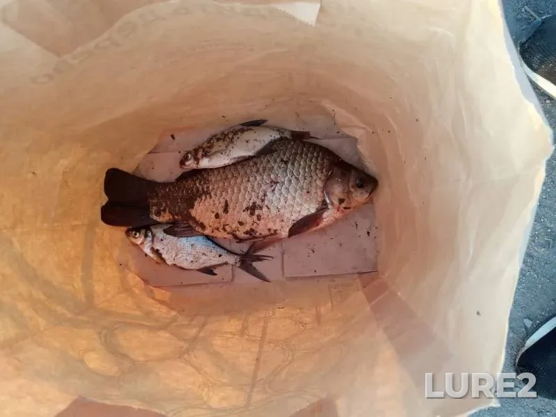 Crucian carp — Gribushchinka, Apr 26, 2019