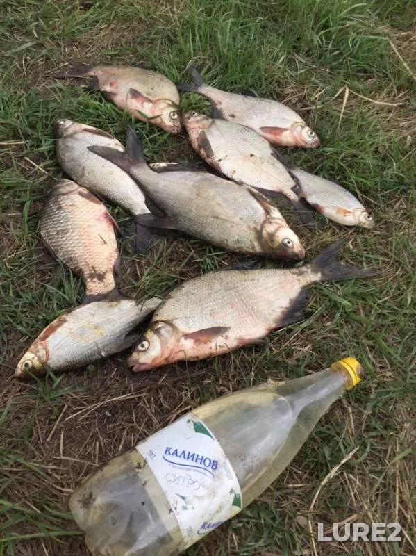 Bream, Crucian carp — Smolenskaya oblast, May 03, 2019