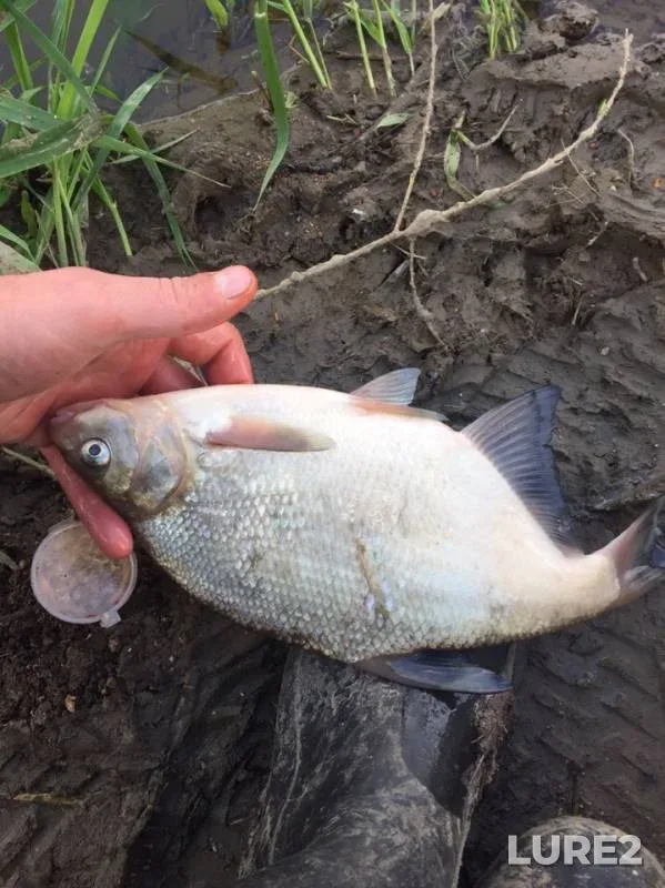 Bream — Smolenskaya oblast, May 12, 2019