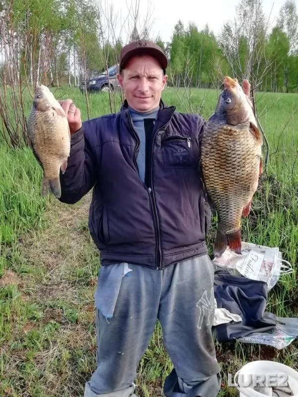 Carp, Crucian carp — Dubrovenka, May 12, 2019