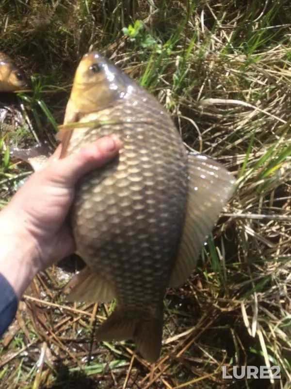 Crucian carp — Sozh, May 13, 2019