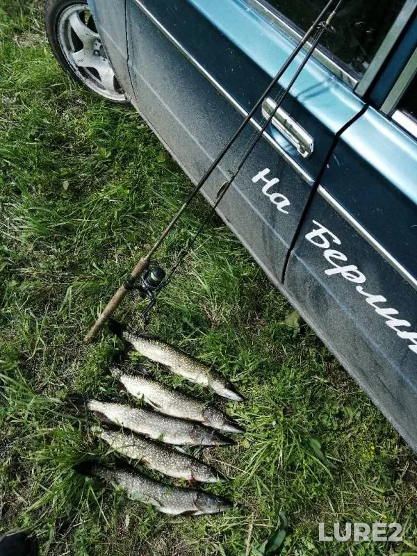 Pike — Chelyabinskaya oblast, Kaslinskiy rayon, Jun 06, 2019