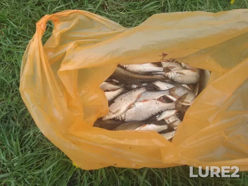 Roach — Smolenskaya oblast, May 15, 2019
