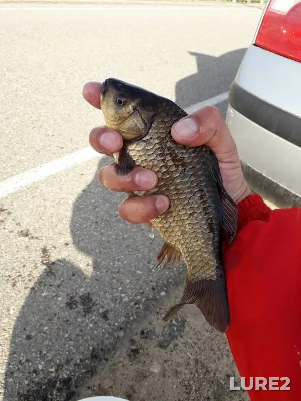 Crucian carp — Smolenskaya oblast, May 18, 2019