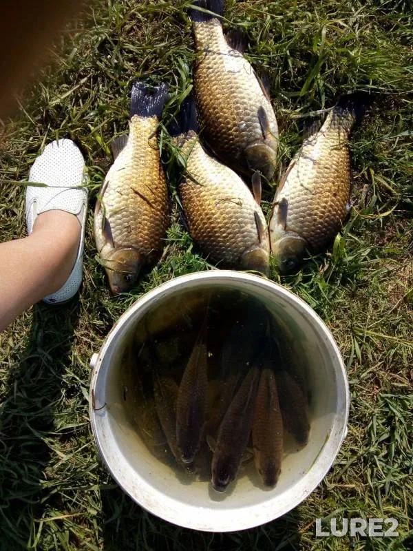 Crucian carp — Smolenskaya oblast, May 28, 2019