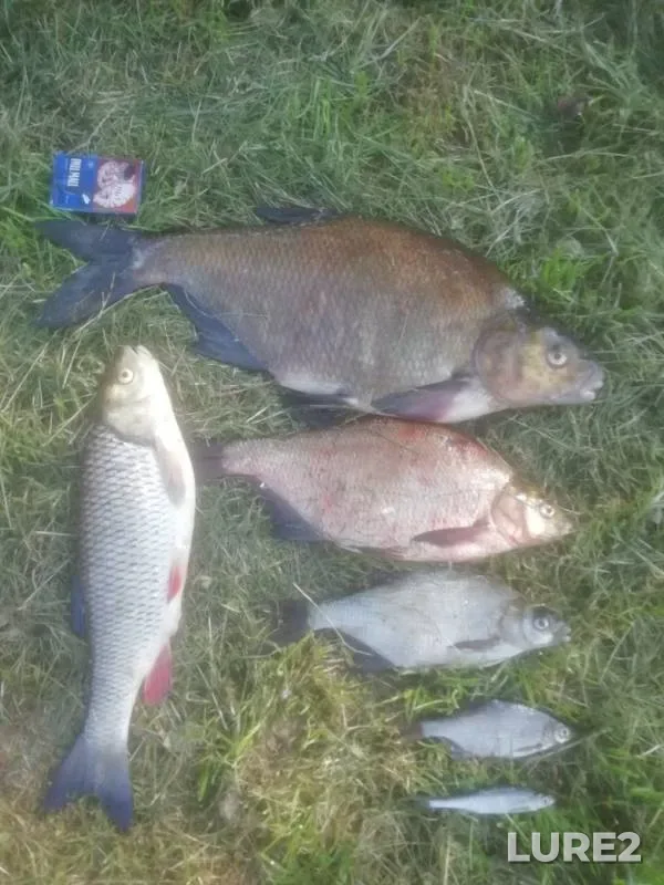 Bream, Chub — Dnepr, Jun 06, 2019