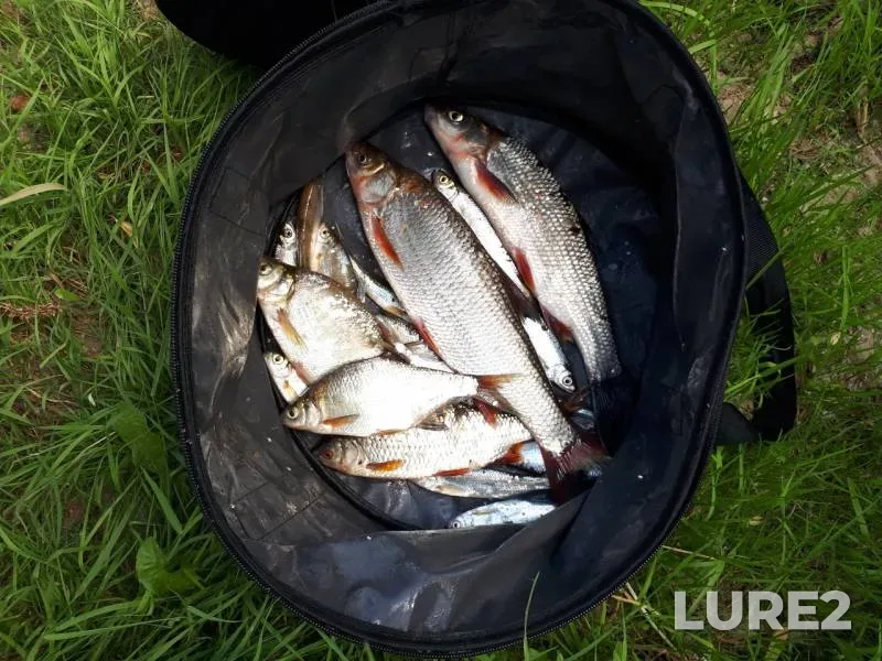Roach, White bream — Churilovka, Jun 06, 2019