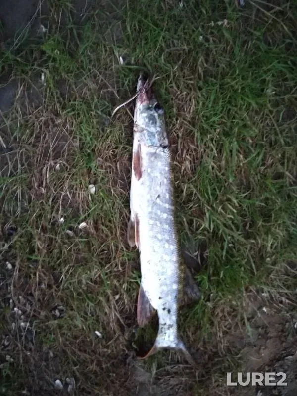 Pike — Shklyannaya, Jun 25, 2019