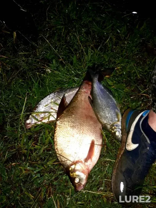 Bream — Smolenskaya oblast, Jun 27, 2019