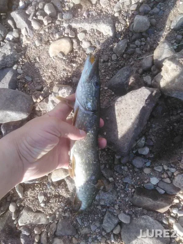 Pike — Dzvіna / Daugava / Zapadnaya Dvina, Jun 28, 2019