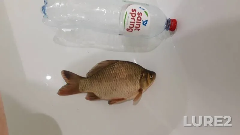 Crucian carp, Perch — Moskva, Jun 28, 2019