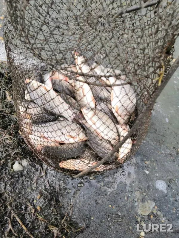 Crucian carp — Bolshiye Irdyagi, May 10, 2019