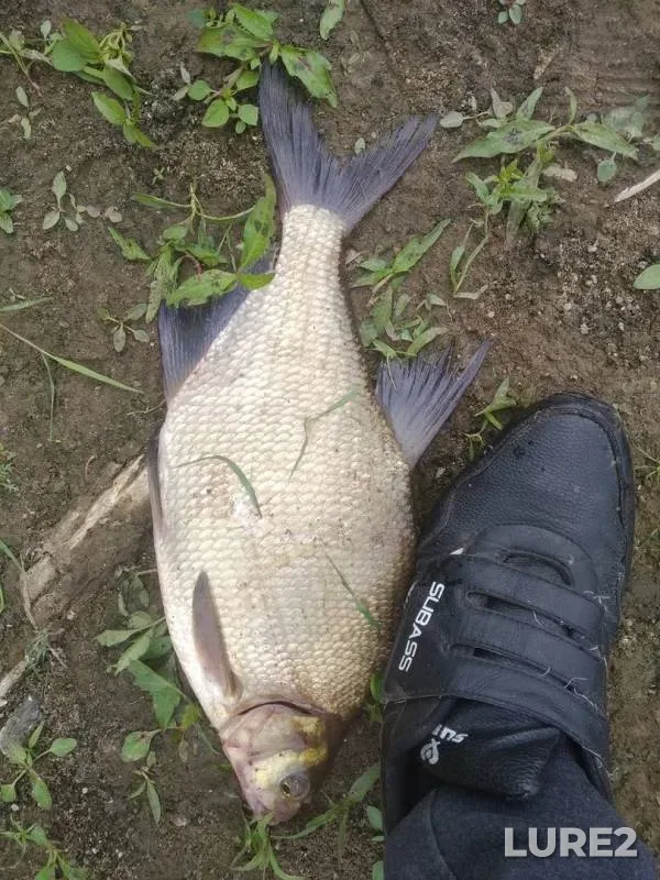 Bream — Dubrovenka, Jul 02, 2019