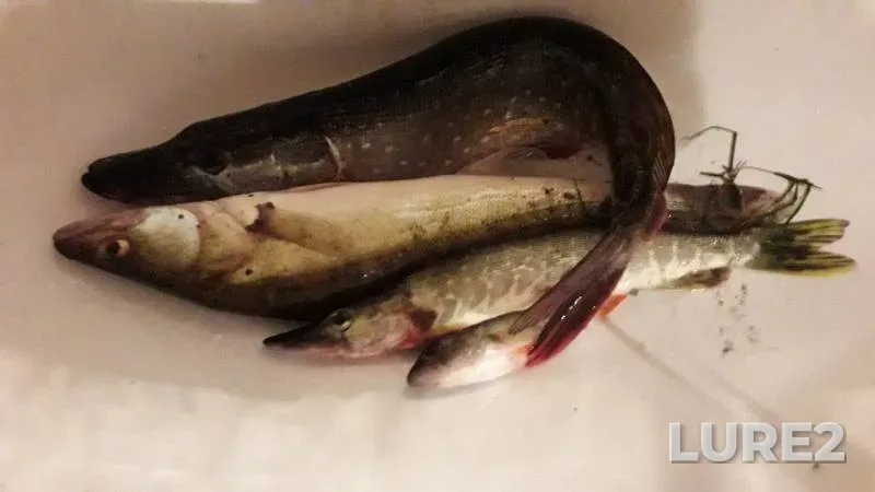 Pike, Zander — Stabna, Jul 03, 2019