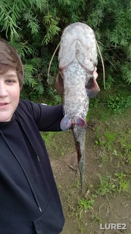 Wels catfish — Shklyannaya, Jul 12, 2019