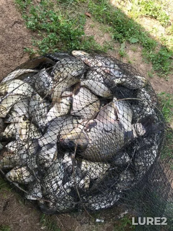 Crucian carp — Malaya Berezina, Jul 16, 2019