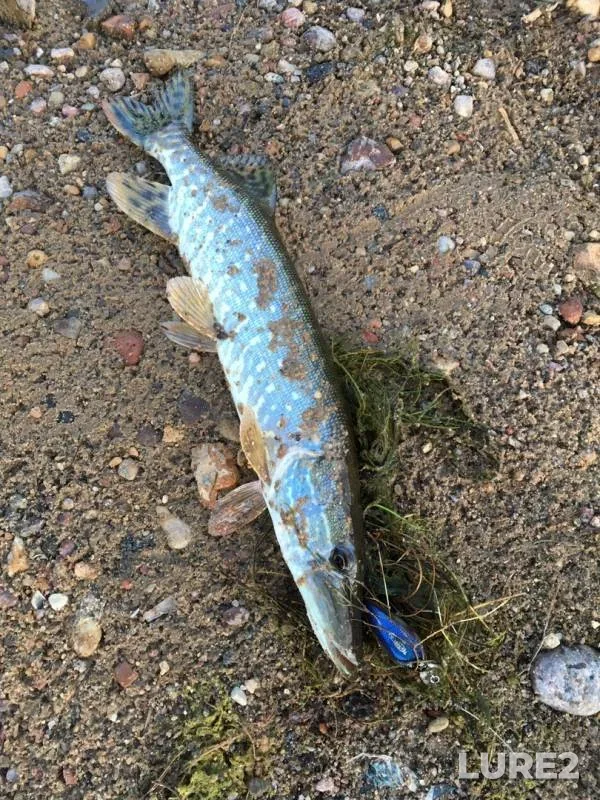 Perch, Pike — Rachevka, Jul 16, 2019