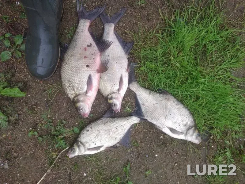 Bream — Dubrovenka, Jul 18, 2019