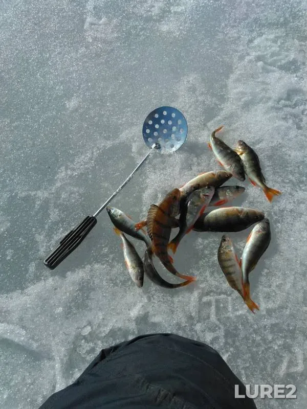Perch — Chebarkul, Apr 07, 2019