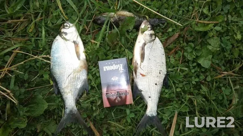 Bream — Penesnar, Jul 19, 2019