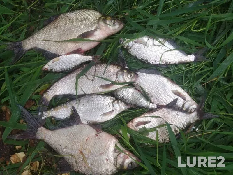 Bream — Dubrovenka, Jul 25, 2019